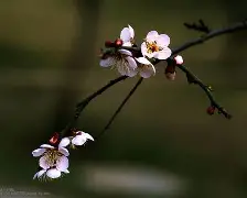 关于梅斯取得一场关键胜利,前景一片光明的信息 关于梅斯取得一场关键胜利,前景一片光明的信息